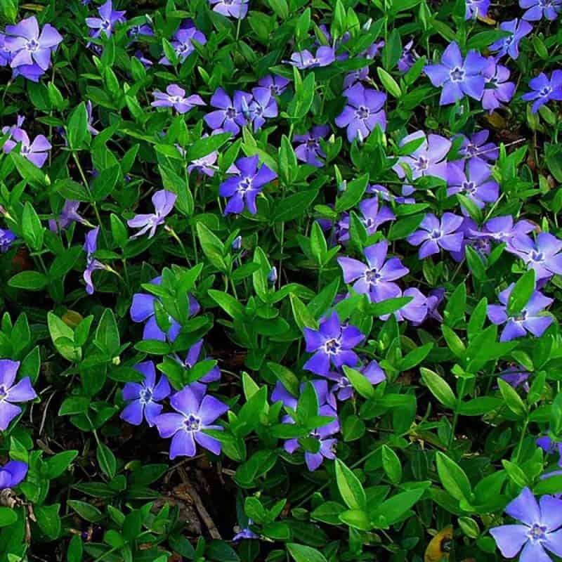 Vinca minor marie blue 1.5ltr Eden Park Garden Centre