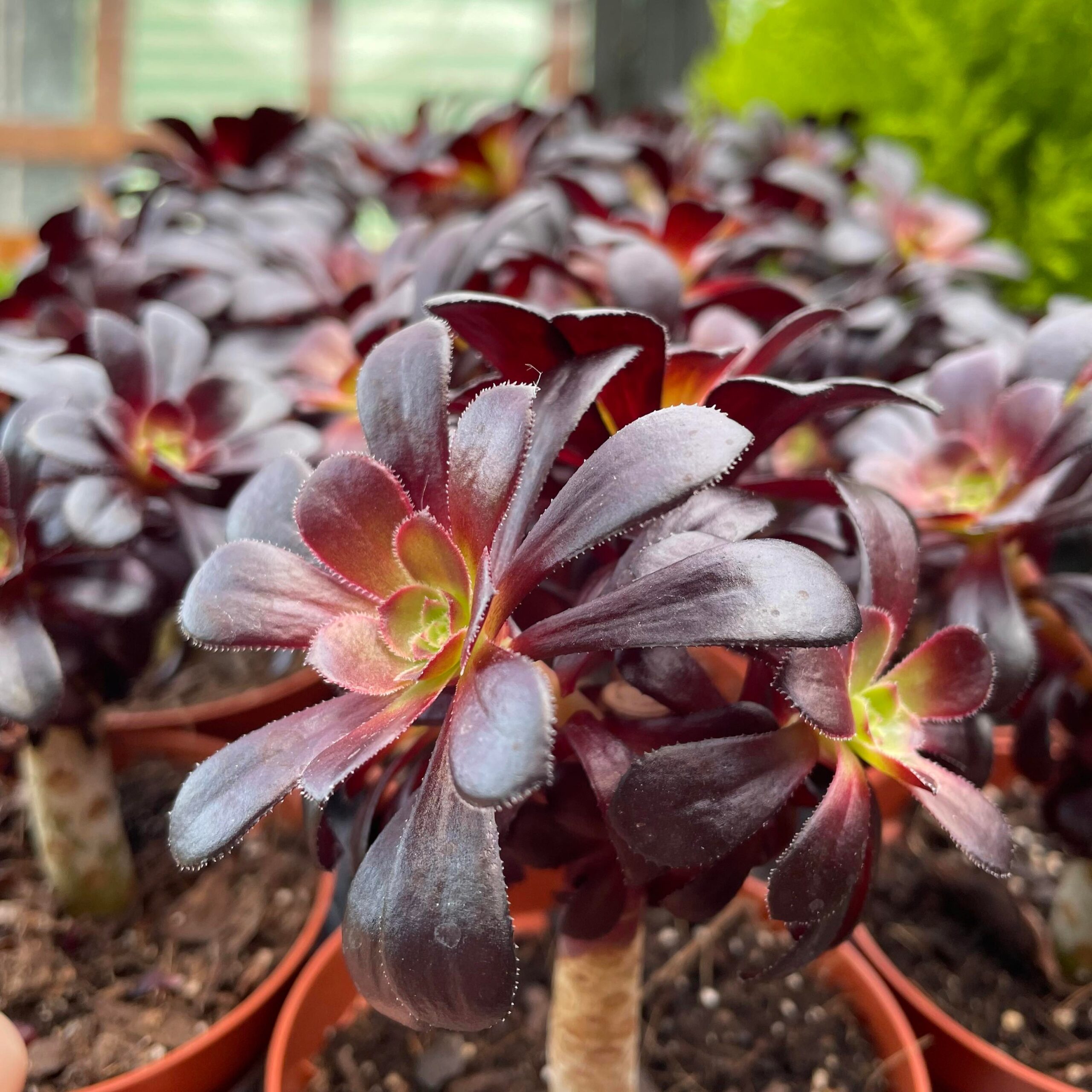 Aeonium Nigrum - Eden Park Garden Centre