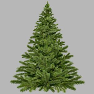 Nordmann large 6ft Christmas Tree - PRE ORDER