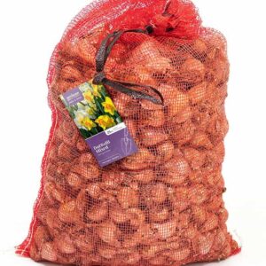 Bulbs & Seed Potatoes