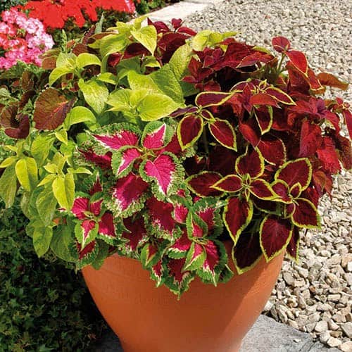 Coleus Mix 2ltrpot Eden Park Garden Centre