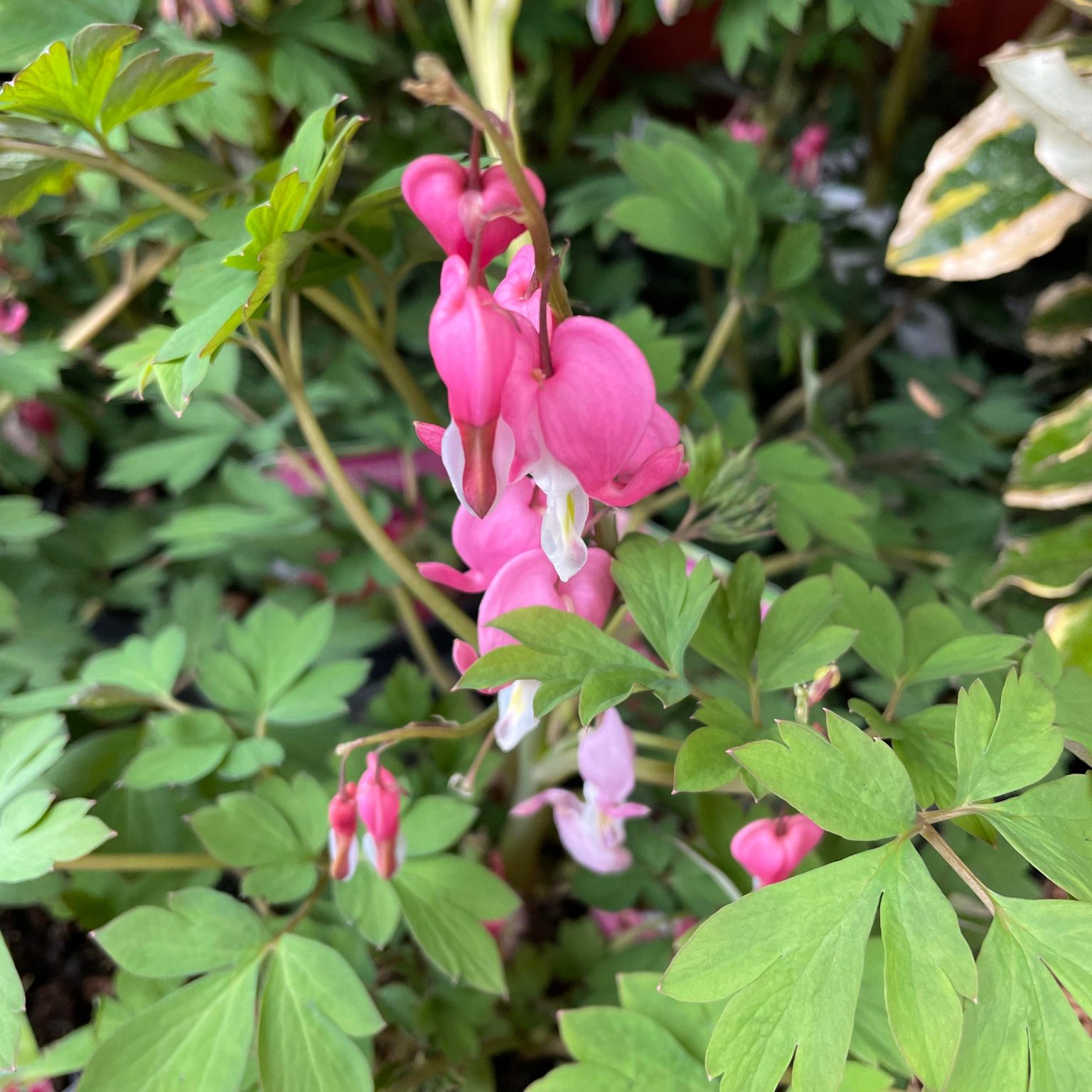 Dicentra Spectabilis 3ltr pot Eden Park Garden Centre