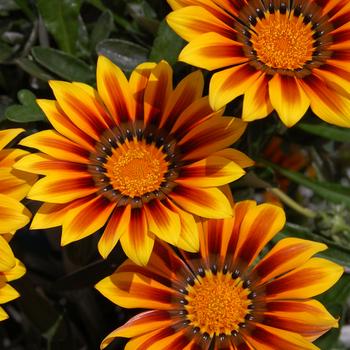 Gazania pot - Eden Park Garden Centre