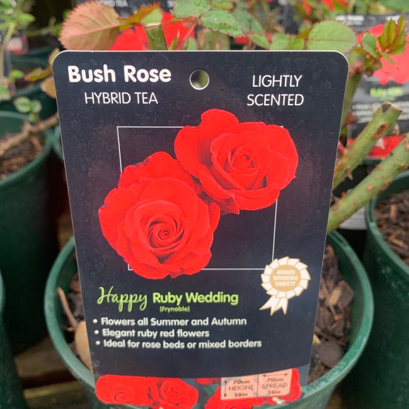 Happy Ruby Wedding Bright Red. Royalty Bush Rose