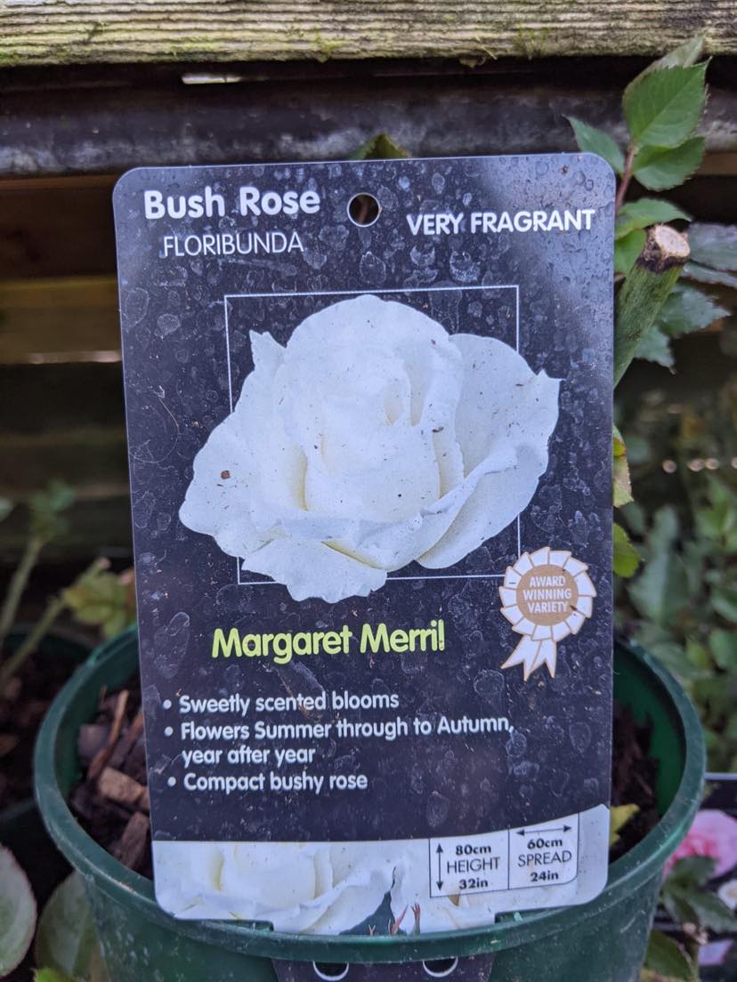Margaret merril rose discount