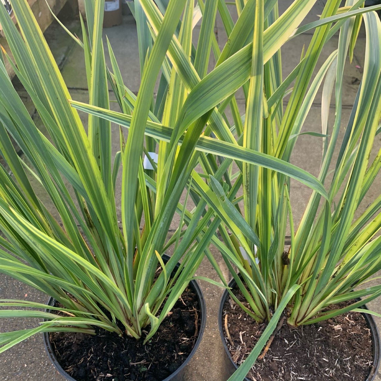 Phormium 10ltr pot - Eden Park Garden Centre