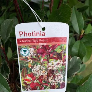 Photinia Red Robin - 2ltr pot