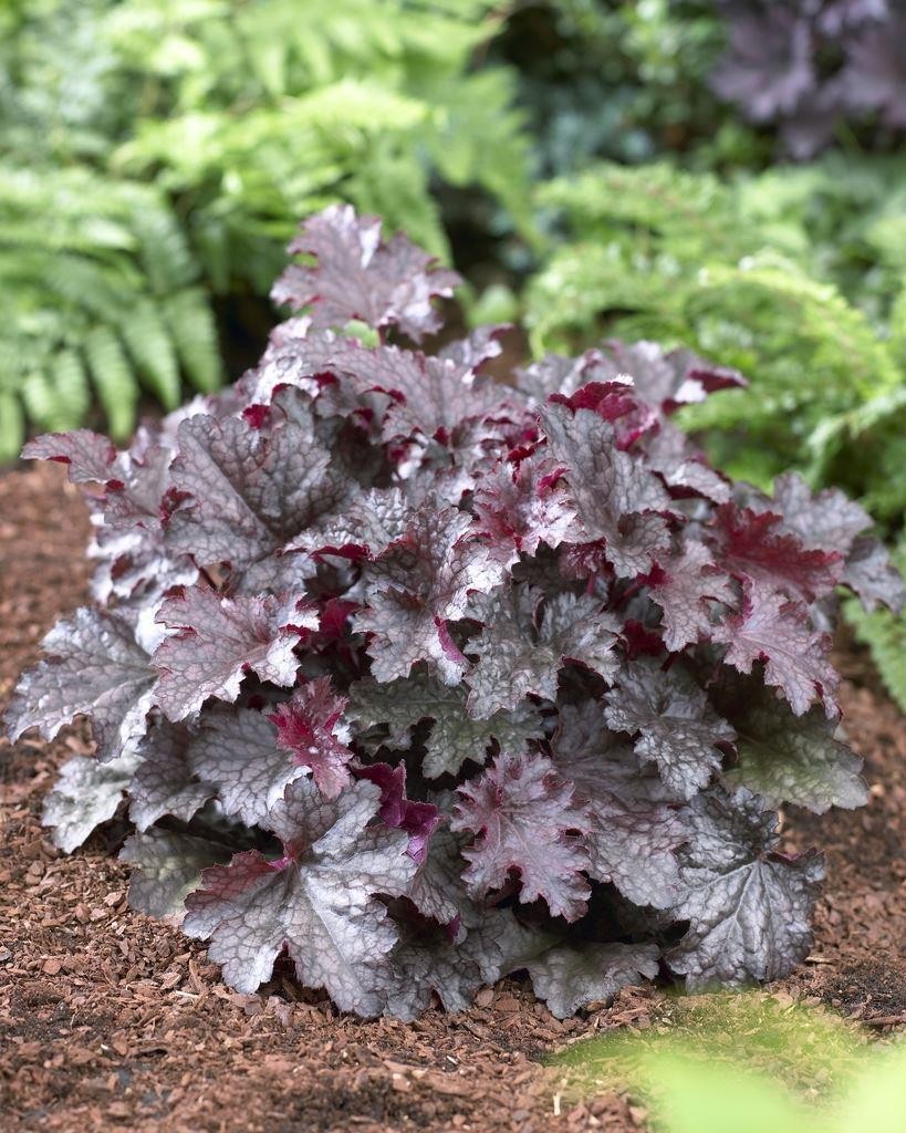 Heuchera Plum Pudding 2ltr Eden Park Garden Centre