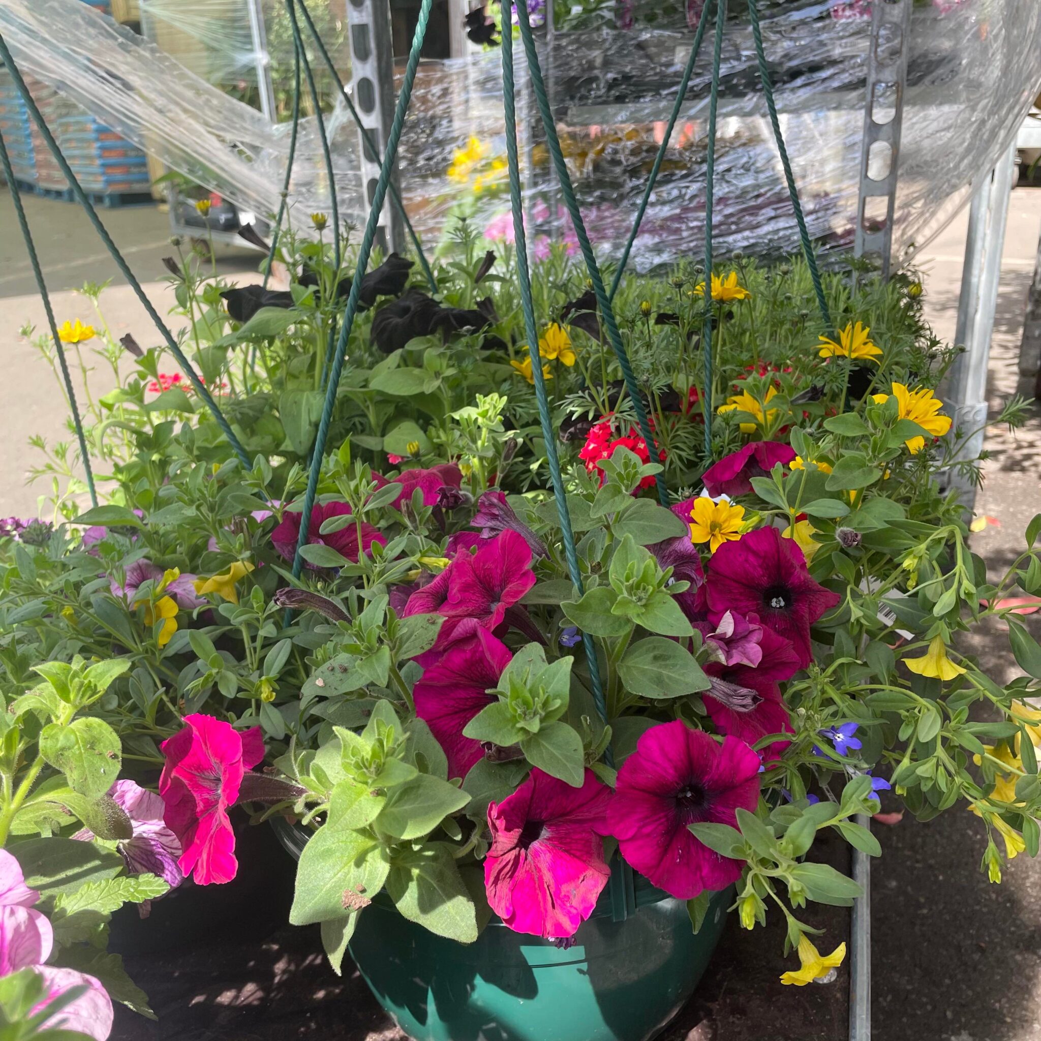 Summer hanging basket. Planted with summer flowering plants. Eden