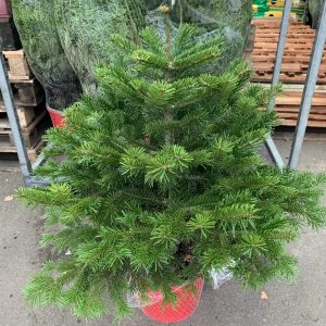 Pot Grown Nordmann Christmas Tree 3/4ft