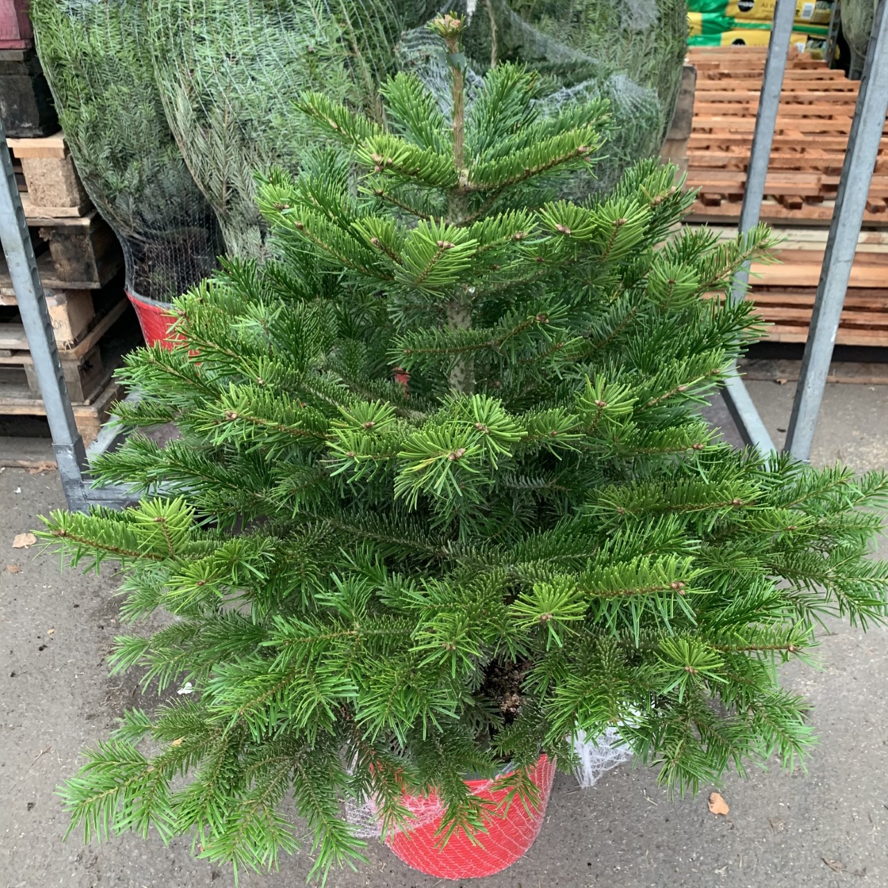 Pot Grown Nordmann Christmas Tree 3/4ft